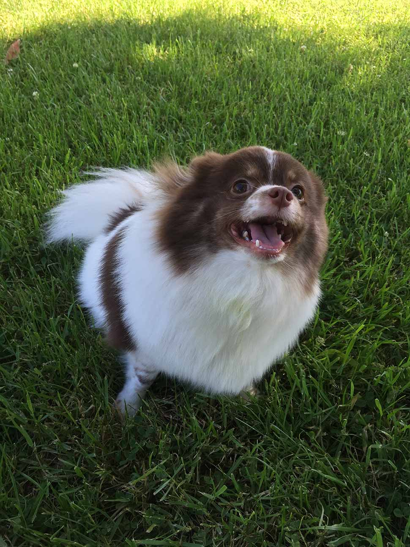 Illustration for article titled 39 *Scratchy Scratchy* Photos of Dogs